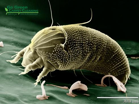 Saying Good Night to the Dust Mite